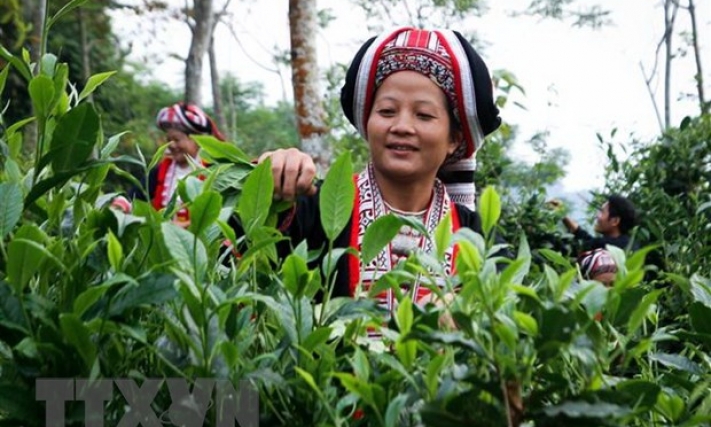 Hà Giang: Phát triển chè shan tuyết theo hướng hữu cơ, giá tăng rõ rệt