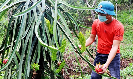 Các cấp hội nông dân toàn tỉnh: Hỗ trợ nông dân đưa khoa học kỹ thuật vào sản xuất