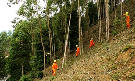 Bảo vệ an toàn hành lang lưới điện: Hiệu quả từ sự đồng thuận của người dân