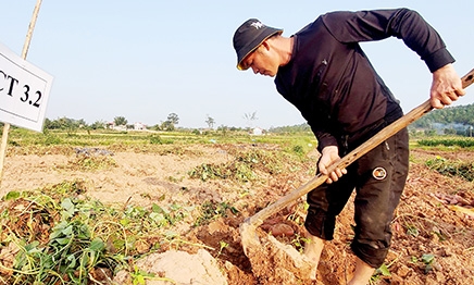 Phòng trừ bọ hà trên cây khoai lang: Tín hiệu vui từ một đề tài