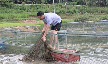 Tìm hướng gỡ khó cho các hợp tác xã thủy sản