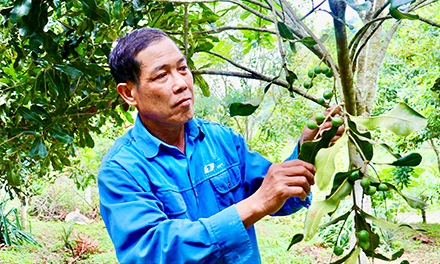 Hội Cựu chiến binh Bình Gia: Đồng hành cùng hội viên phát triển kinh tế