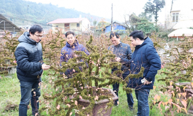 Thực hiện tiêu chí thu nhập, giảm nghèo trong xây dựng nông thôn mới: Chuyện ở Tả Phìn