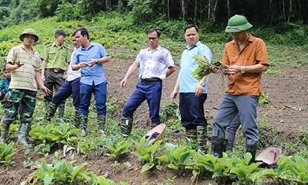 Tập trung phát triển kinh tế rừng