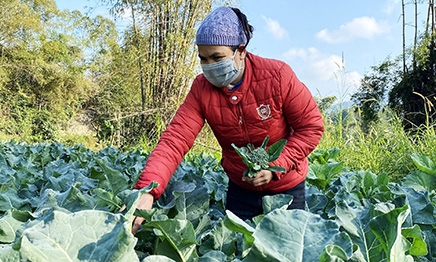 Sẵn sàng nguồn cung rau xanh dịp Tết Nguyên đán