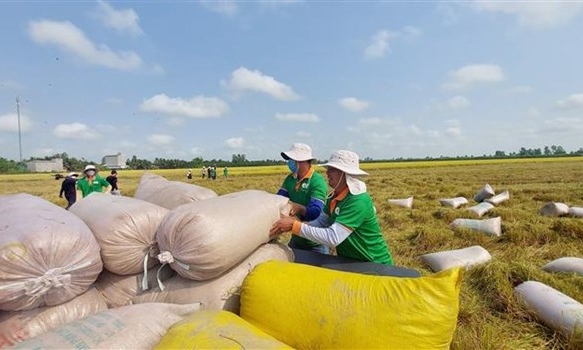 Thị trường nông sản: Giá gạo Việt Nam cao nhất kể từ tháng 7/2021