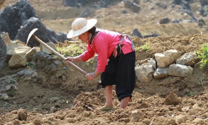 Sức sống giữa trùng điệp đá núi Tủa Chùa