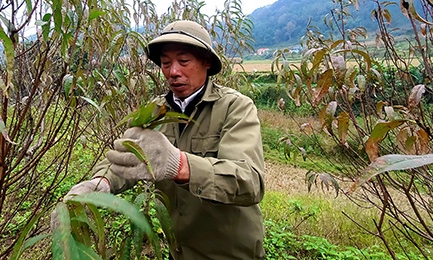 Nông dân tích cực chăm sóc đào đón tết