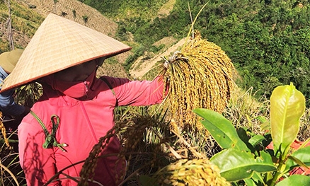 Bắc Sơn: Lợi ích kép từ trồng xen canh lúa nếp nương trên đất rừng trồng mới