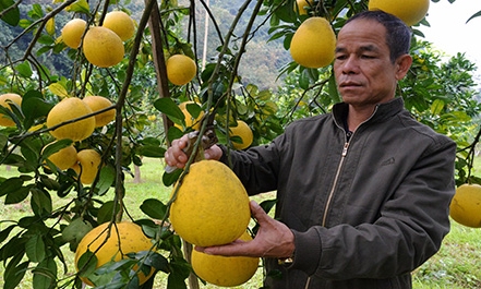 Ông Can làm giàu từ trồng cây ăn quả