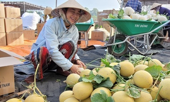 Bà Rịa-Vũng Tàu: Trái cây hút hàng, giá tăng dịp Tết Nguyên đán