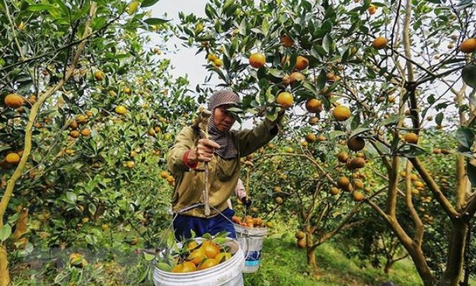 Xuất khẩu chuyến hàng cam Cao Phong đầu tiên sang thị trường Anh