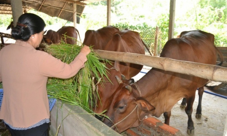 Chăn nuôi bò thịt theo hướng bền vững