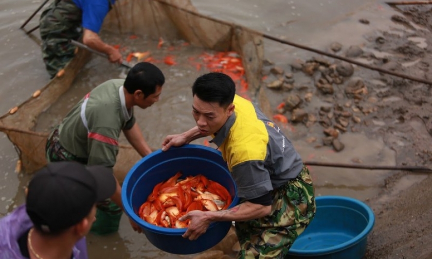 Làng cá chép đỏ Thủy Trầm tất bật chuẩn bị Tết ông Công, ông Táo