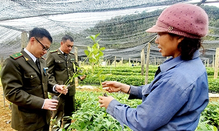 Văn Quan: Cần quản lý chặt các vườn ươm cây hồi giống