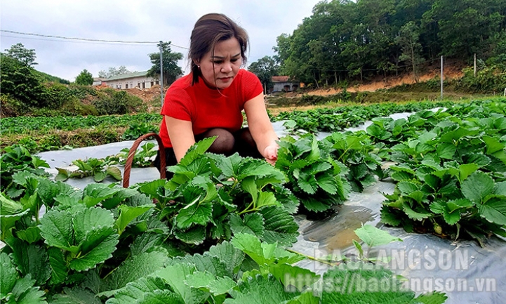 Hướng đi triển vọng của Hợp tác xã Du lịch Nông nghiệp Xứ Lạng