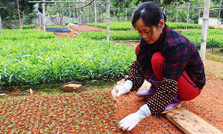 Phòng Giao dịch Ngân hàng Chính sách xã hội huyện Hữu Lũng: Cờ đầu thực hiện các chương trình tín dụng