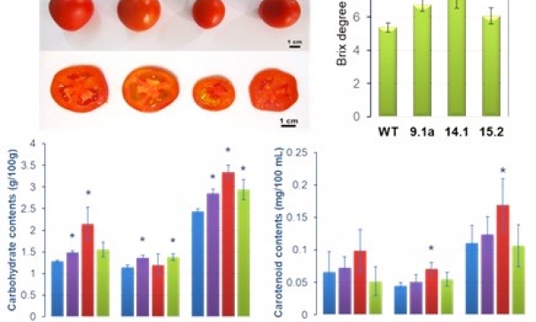 Ứng dụng thành công công nghệ chỉnh sửa gene trong cải tạo giống cây trồng