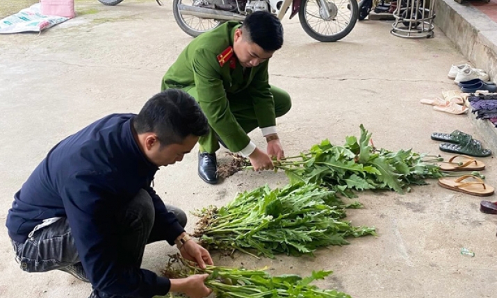 Bình Gia: Liên tiếp phát hiện, phá nhổ 267 cây thuốc phiện