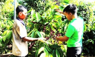 Khuyến nông cộng đồng trong xây dựng vùng nguyên liệu cà-phê ở Tây Nguyên