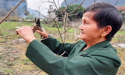 Cựu thanh niên xung phong vượt khó làm giàu