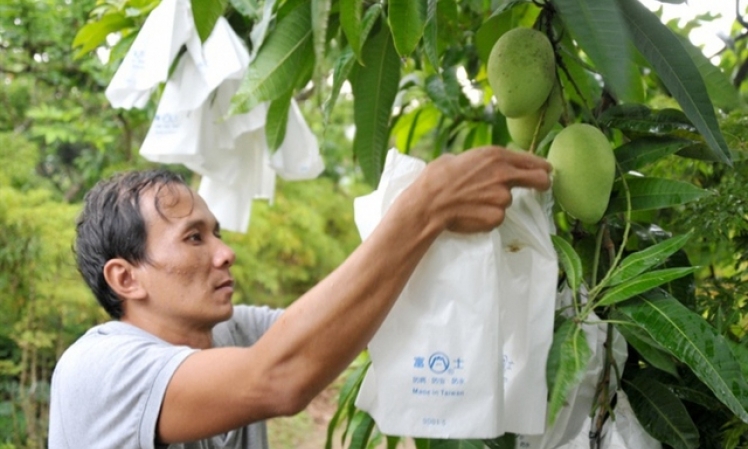 Địa phương tự quản lý mã số vùng trồng, cơ sở đóng gói nông sản phục vụ xuất khẩu