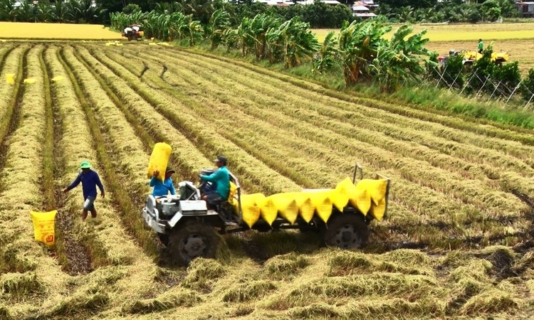 Hạt gạo “chuyển mình”, giá xuất khẩu đạt mức cao nhất thế giới