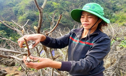 Xây dựng vùng trồng cây ăn quả: Hướng đến cấp mã số, phục vụ xuất khẩu