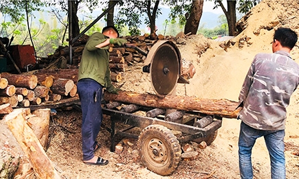 Tận dụng phế phụ phẩm sau chế biến làm ván sàn: Nâng cao giá trị sản phẩm gỗ