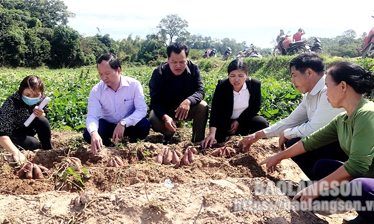 Người trồng khoai lang Lộc Bình: Cần chủ động tận dụng “cơ hội vàng”