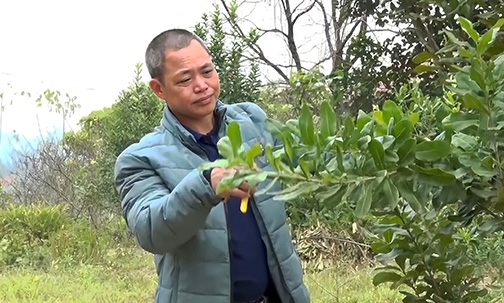 Nông dân tiêu biểu trong phong trào thi đua phát triển sản xuất