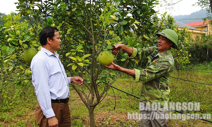 Các cấp hội cựu chiến binh: Giúp đỡ hội viên giảm nghèo, nâng cao đời sống