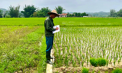 Văn Lãng: Triển vọng từ mô hình trồng lúa nếp Mèng thương