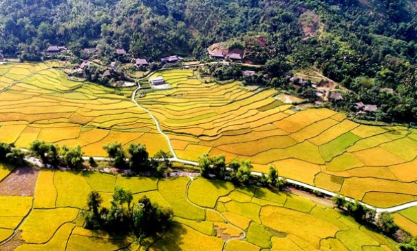 Sắc vàng bên dòng Nậm Luông