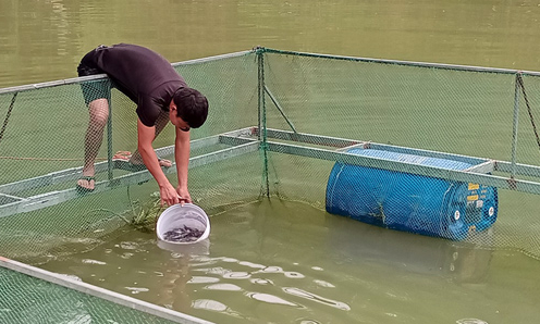 Văn Quan: Triển khai mô hình nuôi cá nheo Mỹ trong lồng bè trên sông và hồ chứa gắn với liên kết tiêu thụ