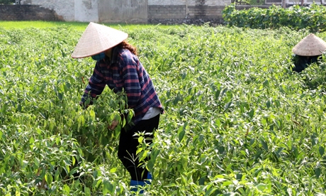 Chi Lăng Chủ động tìm “đầu ra” cho ớt