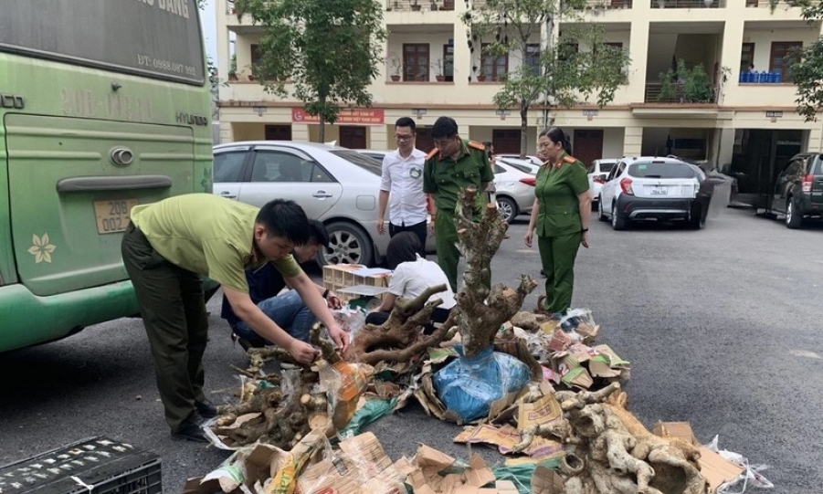 Bắt quả tang hai vụ vận chuyển lợn chết và động vật hoang dã