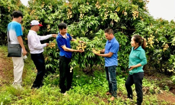 Bắc Giang: Tăng 45 mã số vùng trồng vải thiều xuất khẩu