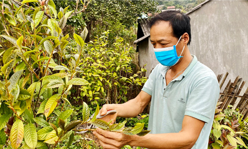 Lâm Ca: Triển vọng kinh tế từ trà hoa vàng