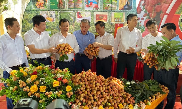 Bắc Giang đẩy mạnh tiêu thụ vải thiều chín sớm