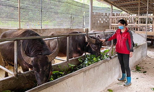 Tân Văn: Đa dạng các mô hình sản xuất nông nghiệp