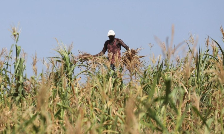 Kenya khai thác tiềm năng để thúc đẩy kinh tế xanh