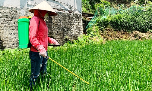 Tập trung phòng, trừ sâu bệnh hại lúa xuân