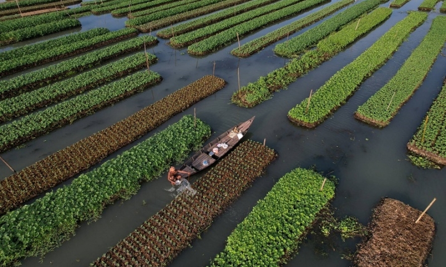 Nông dân Bangladesh tìm cách thích ứng với biến đổi khí hậu