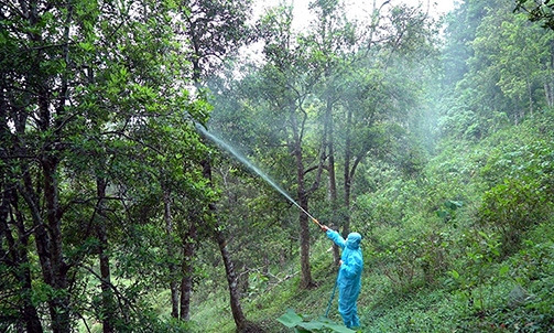 Ngăn sâu, bệnh hại cây hồi lan rộng