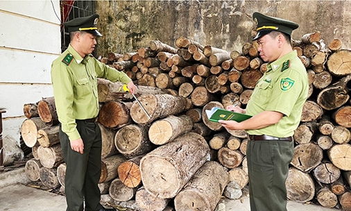 Khó khăn trong bảo quản gỗ tang vật vi phạm trong lĩnh vực lâm nghiệp