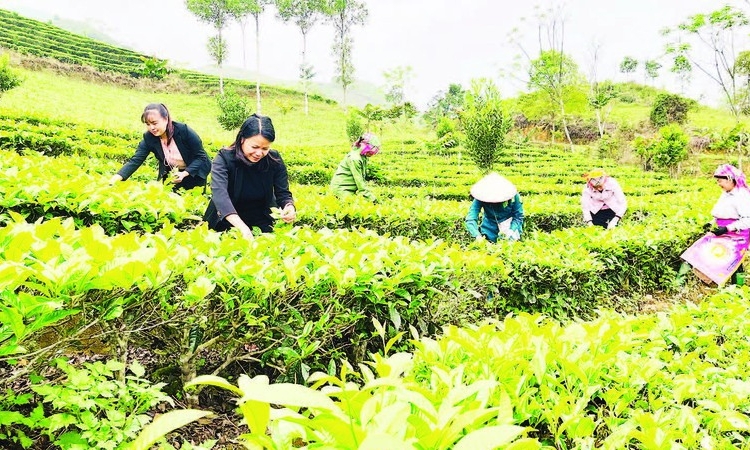 Sửa đổi, bổ sung hướng dẫn đa dạng hóa sinh kế, phát triển mô hình giảm nghèo từ 1/6