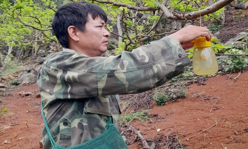 Nông dân làm giàu từ trồng na VietGAP