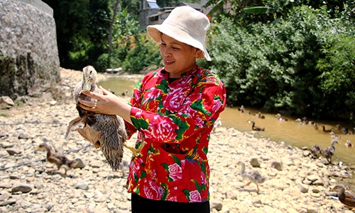 Hội viên phụ nữ làm giàu từ chăn nuôi vịt cổ xanh