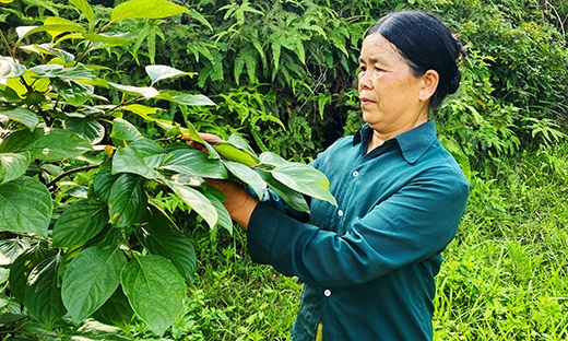 Hội viên phụ nữ năng động phát triển kinh tế